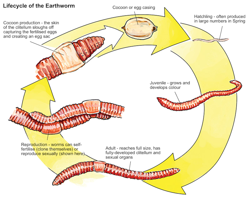 Lifecycle of the earthworm