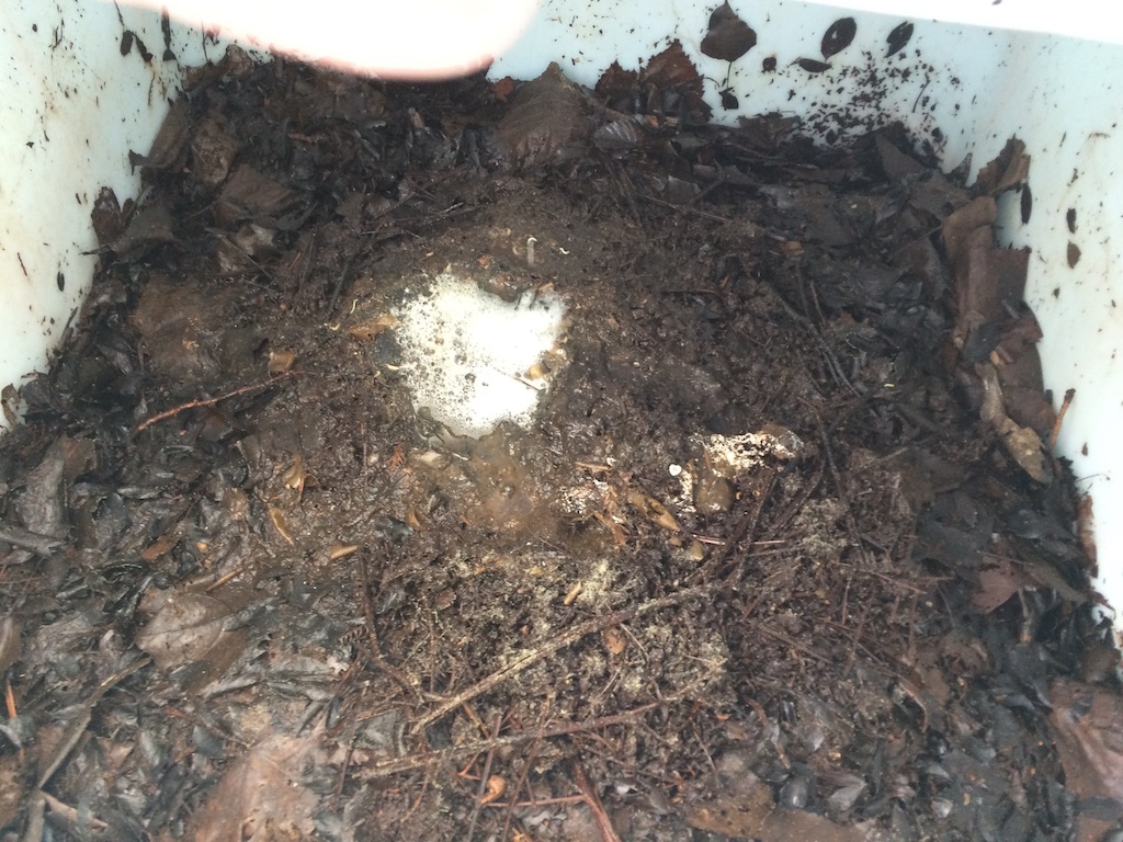 Vermicomposting toilet functioning well